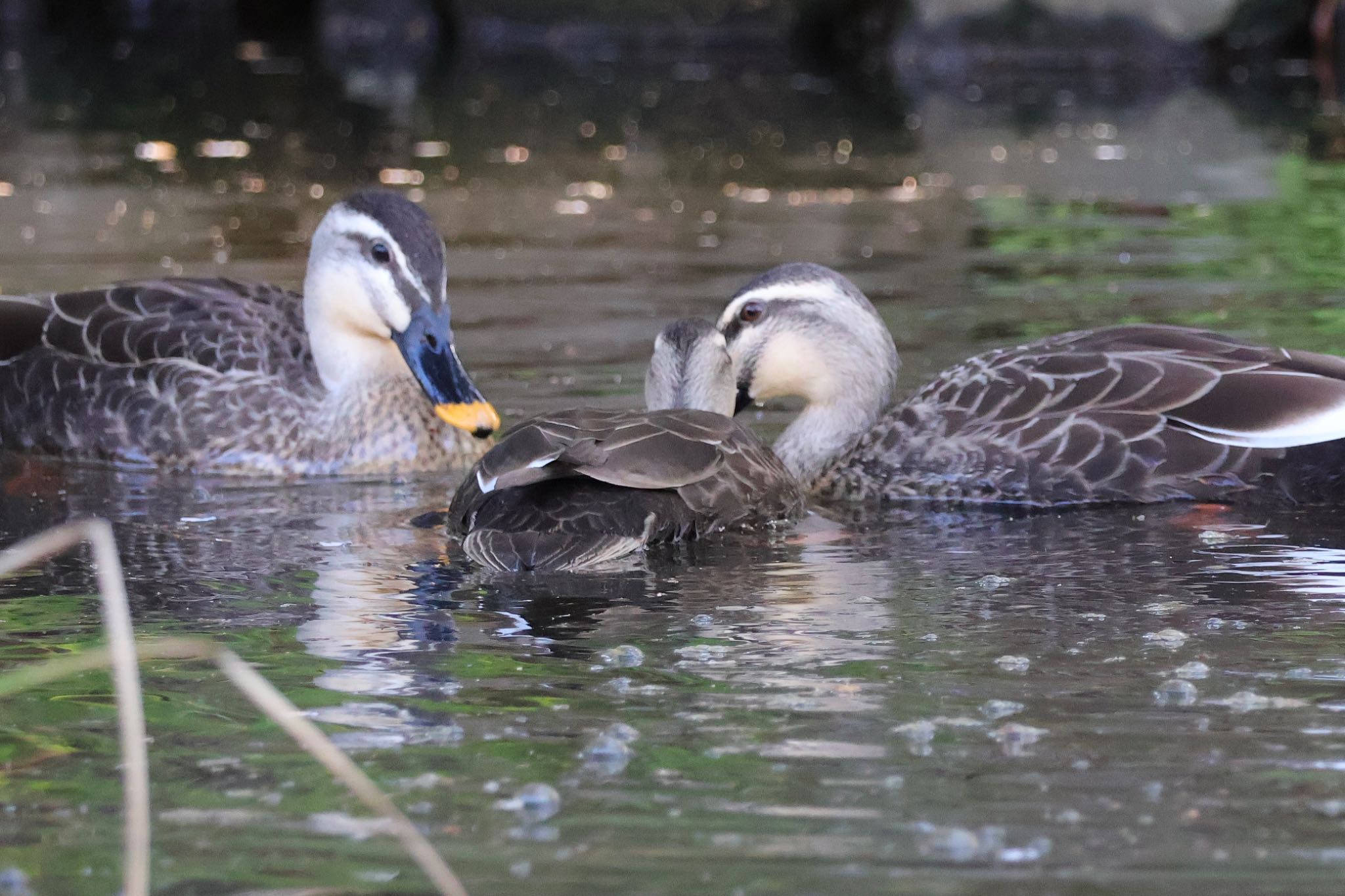 Eastern Spot-billed Duck