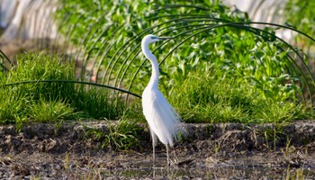 Great Egret(modesta)  袋井市 Sun, 4/14/2024