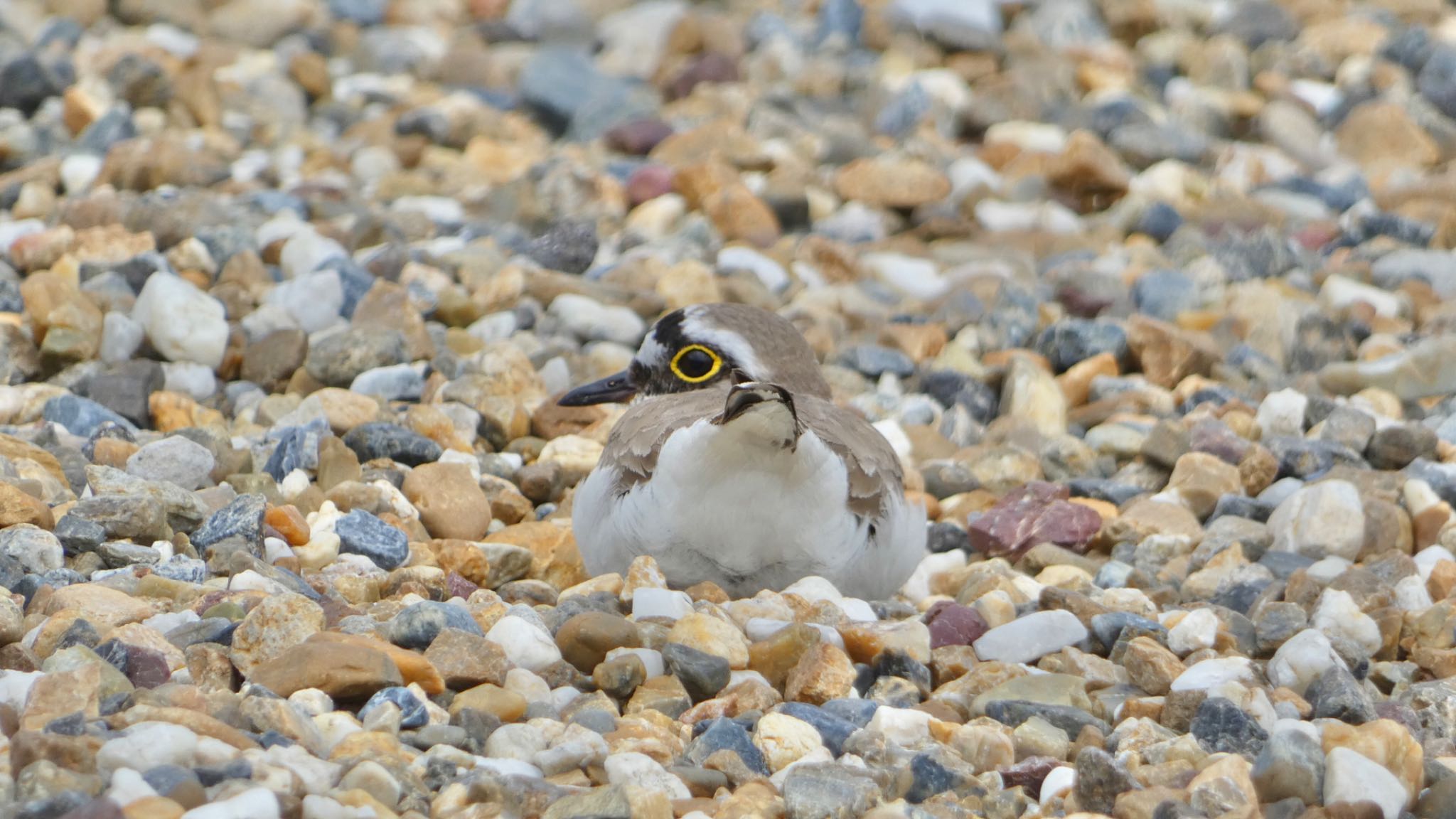 Little Ringed Plover