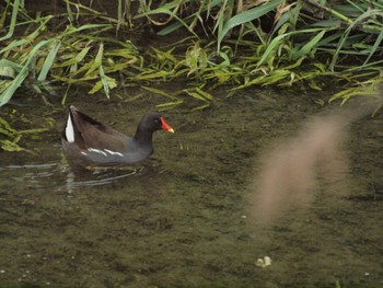 Common Moorhen 岐阜県西濃 Sun, 4/21/2024