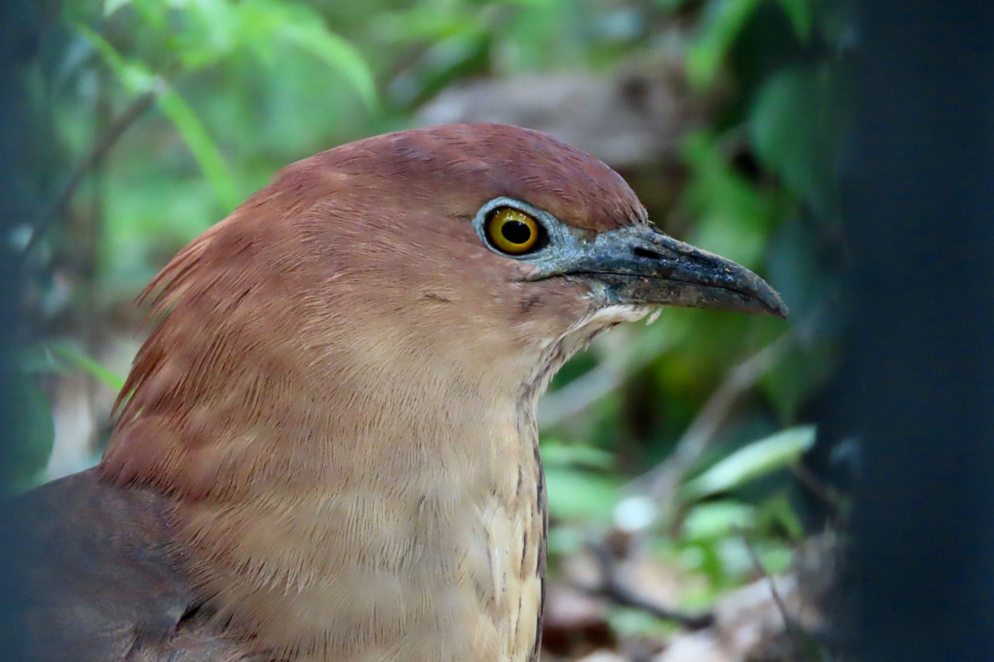 Japanese Night Heron