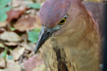 Japanese Night Heron Ukima Park Sat, 4/20/2024