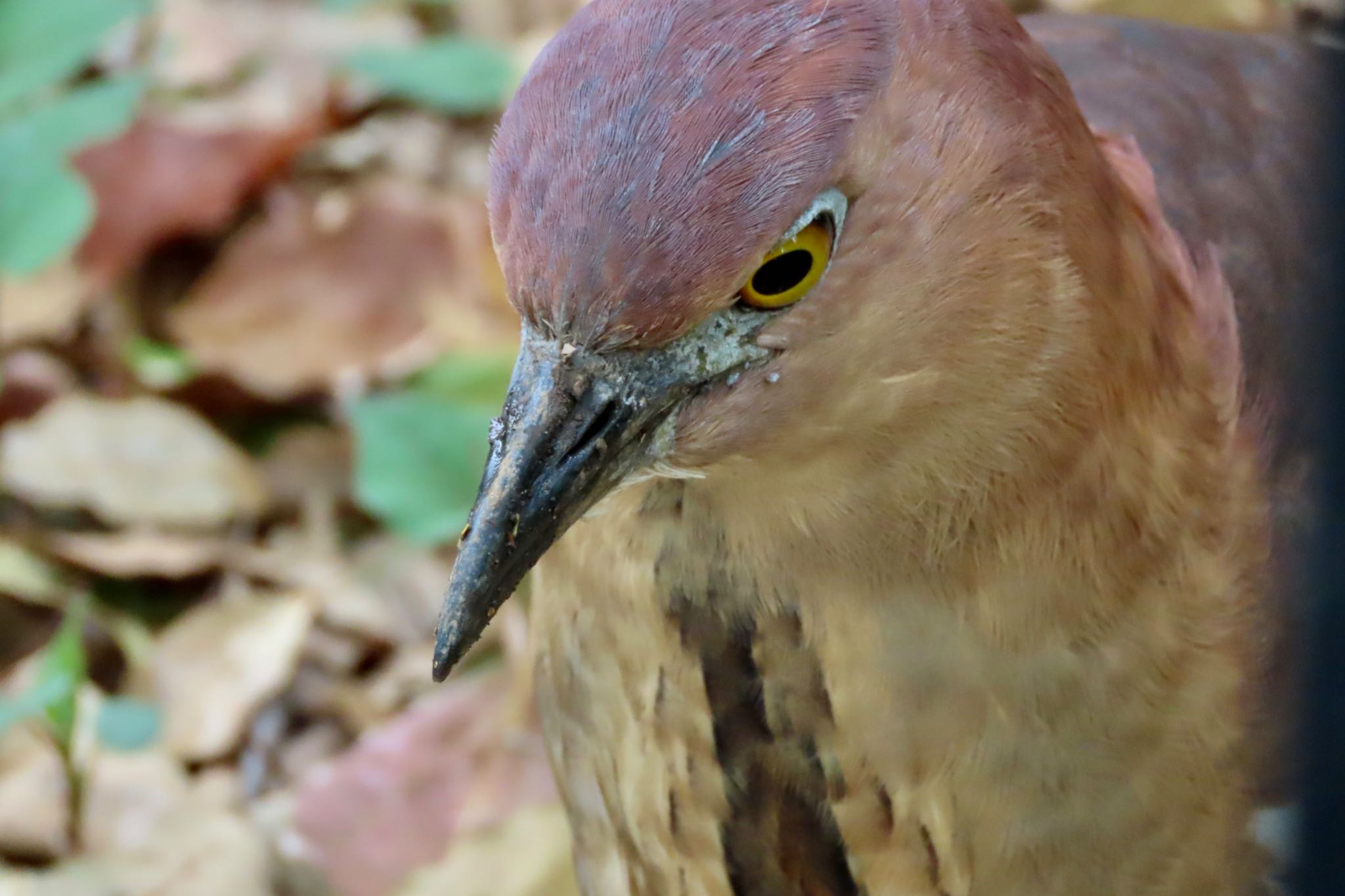 Japanese Night Heron