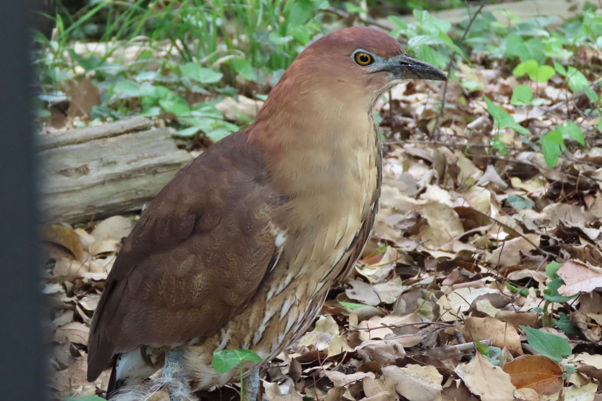 Japanese Night Heron