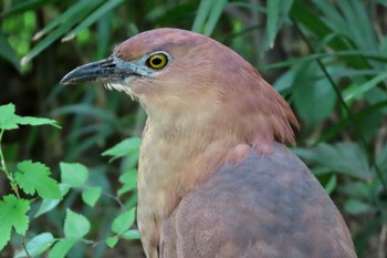 Japanese Night Heron Ukima Park Sat, 4/20/2024