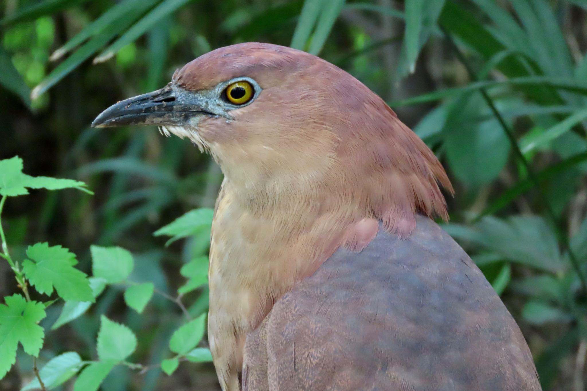 Japanese Night Heron