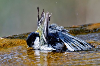 Japanese Tit 権現山(弘法山公園) Mon, 3/11/2024