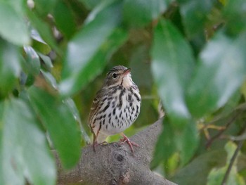 Olive-backed Pipit 横浜市立金沢自然公園 Tue, 4/23/2024