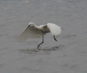 Little Egret Kasai Rinkai Park Tue, 4/23/2024