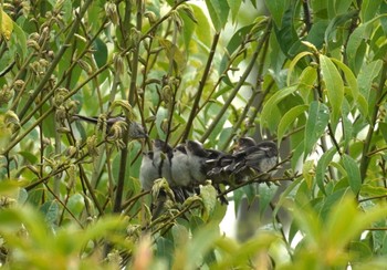 Long-tailed Tit 大阪府 Sun, 4/21/2024