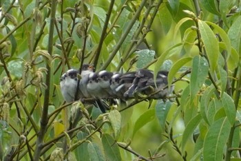 Long-tailed Tit 大阪府 Sun, 4/21/2024