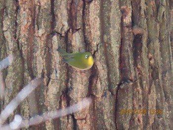 Warbling White-eye 井頭公園 Wed, 12/28/2022