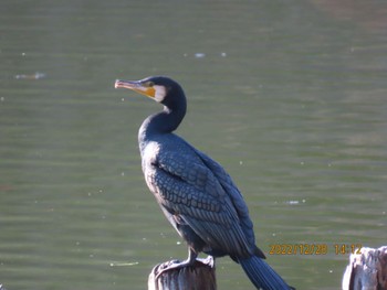 カワウ 井頭公園 2022年12月28日(水)