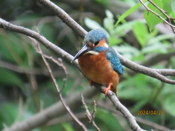 Common Kingfisher 都内公園 Mon, 4/22/2024