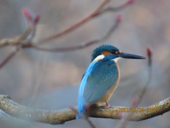 カワセミ 井頭公園 2022年12月28日(水)