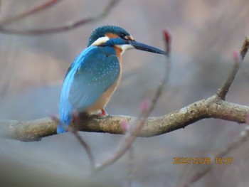 カワセミ 井頭公園 2022年12月28日(水)