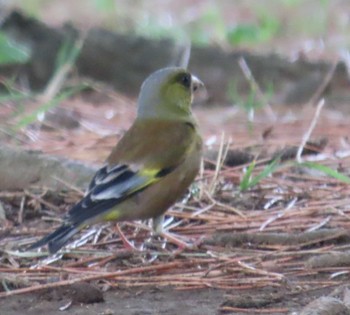 Grey-capped Greenfinch Kasai Rinkai Park Tue, 4/23/2024