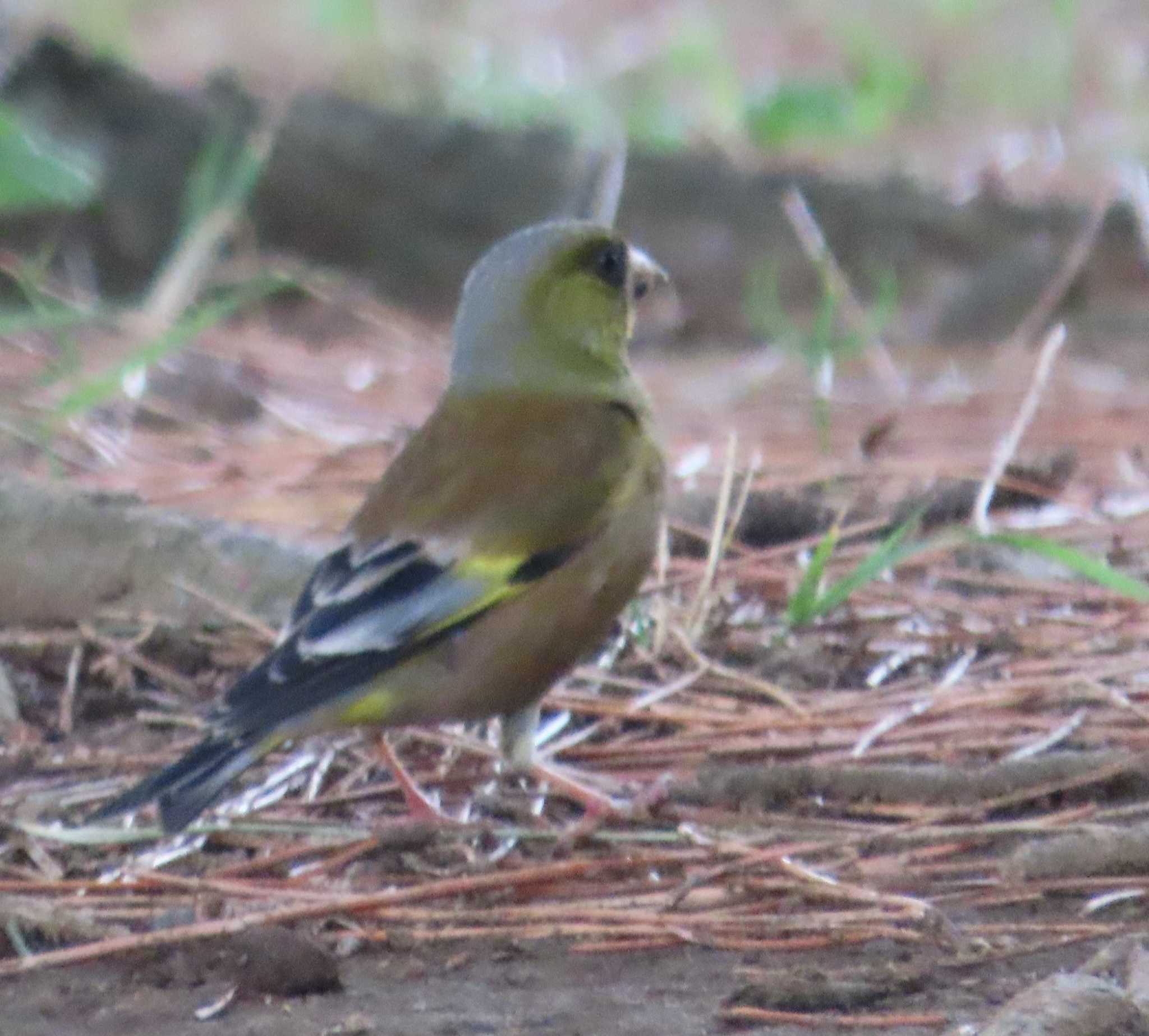 Photo of Grey-capped Greenfinch at Kasai Rinkai Park by チョコレート