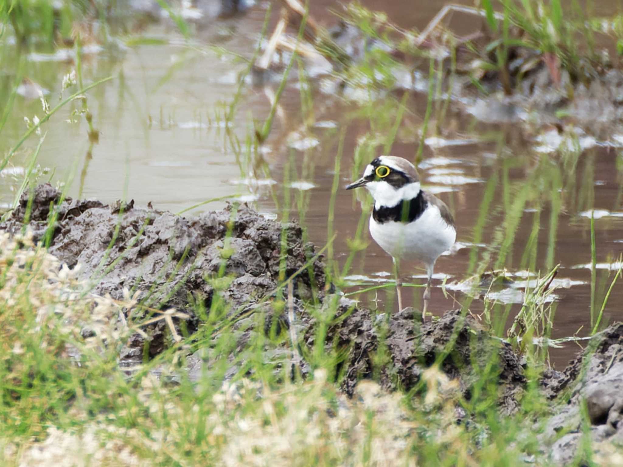 Photo of Little Ringed Plover at Teganuma by h sawa