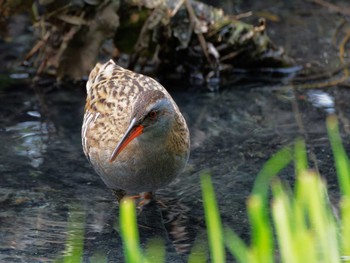 Brown-cheeked Rail Teganuma Sun, 4/21/2024