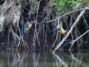 Common Kingfisher Teganuma Sun, 4/21/2024