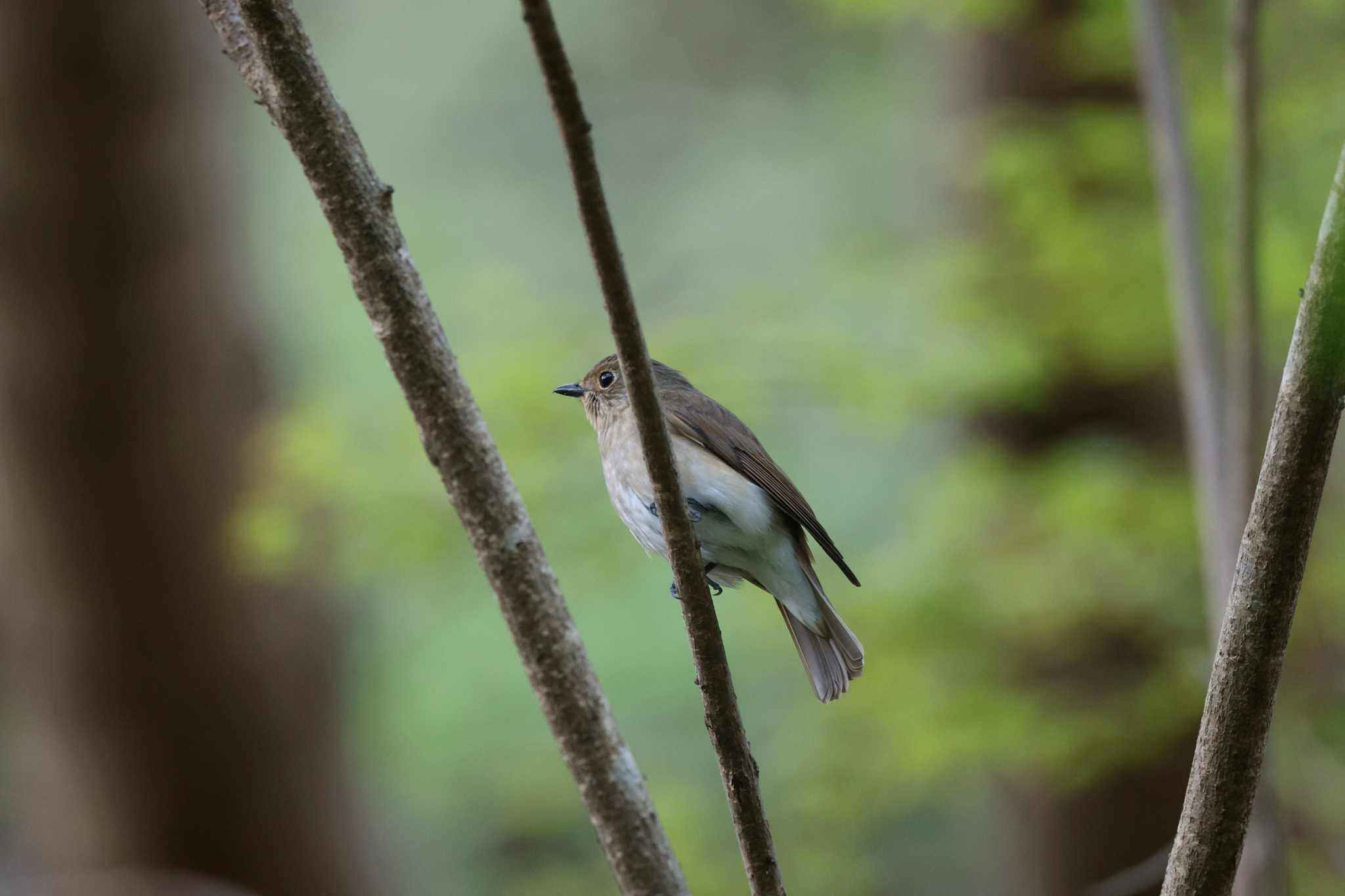 Blue-and-white Flycatcher