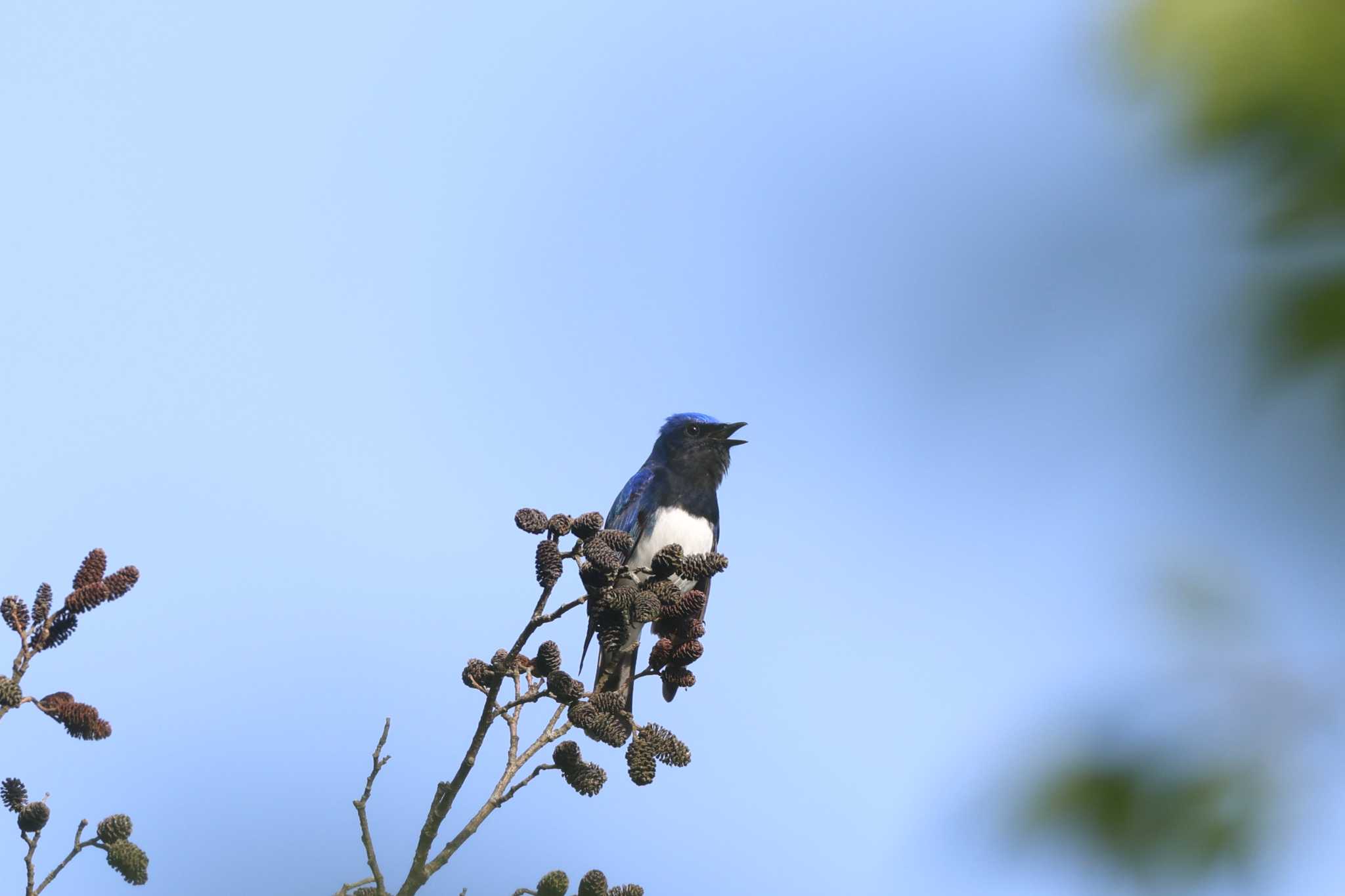 Blue-and-white Flycatcher