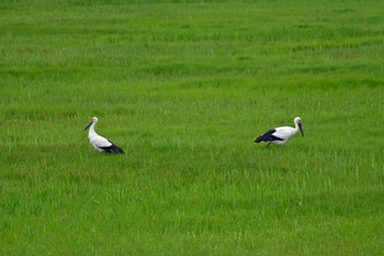 Oriental Stork Watarase Yusuichi (Wetland) Sun, 4/21/2024