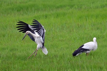 Oriental Stork Watarase Yusuichi (Wetland) Sun, 4/21/2024