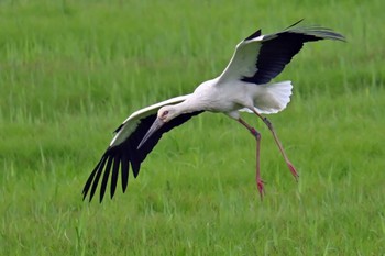 Oriental Stork Watarase Yusuichi (Wetland) Sun, 4/21/2024