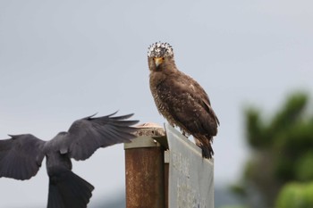 Crested Serpent Eagle Unknown Spots Wed, 4/24/2024