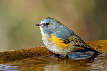 Red-flanked Bluetail 権現山(弘法山公園) Mon, 3/11/2024