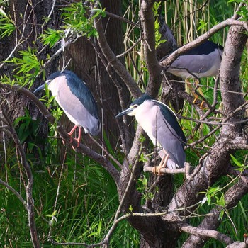 Black-crowned Night Heron 浮島ヶ原自然公園 Mon, 4/22/2024