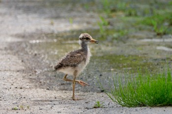 Grey-headed Lapwing 大府市 Sat, 4/20/2024