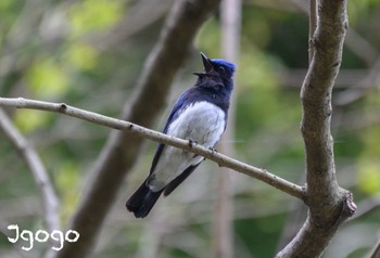 Blue-and-white Flycatcher 神奈川県 Sun, 4/21/2024