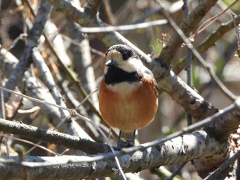 Varied Tit Kitamoto Nature Observation Park Fri, 3/22/2024