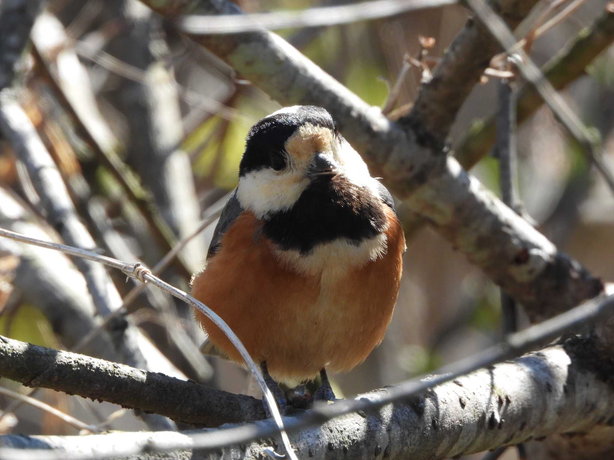 Photo of Varied Tit at Kitamoto Nature Observation Park by ときちゃん（ibis）