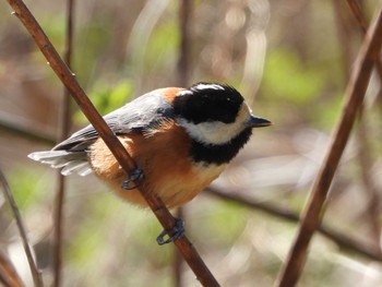 Varied Tit Kitamoto Nature Observation Park Fri, 3/22/2024