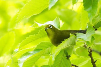 Warbling White-eye 奈良　馬見丘陵公園 Sat, 4/20/2024