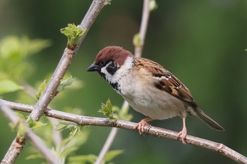 Eurasian Tree Sparrow 多摩川 Fri, 4/12/2024