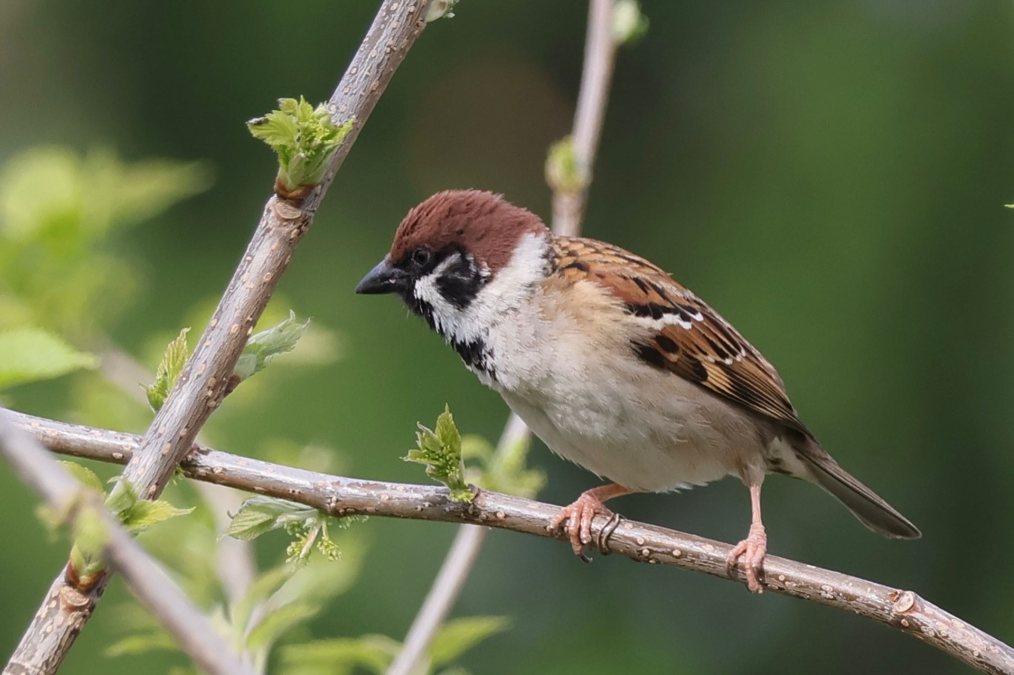 Eurasian Tree Sparrow