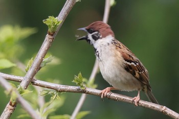 Eurasian Tree Sparrow 多摩川 Fri, 4/12/2024