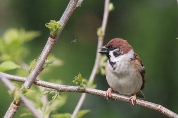 Eurasian Tree Sparrow 多摩川 Fri, 4/12/2024