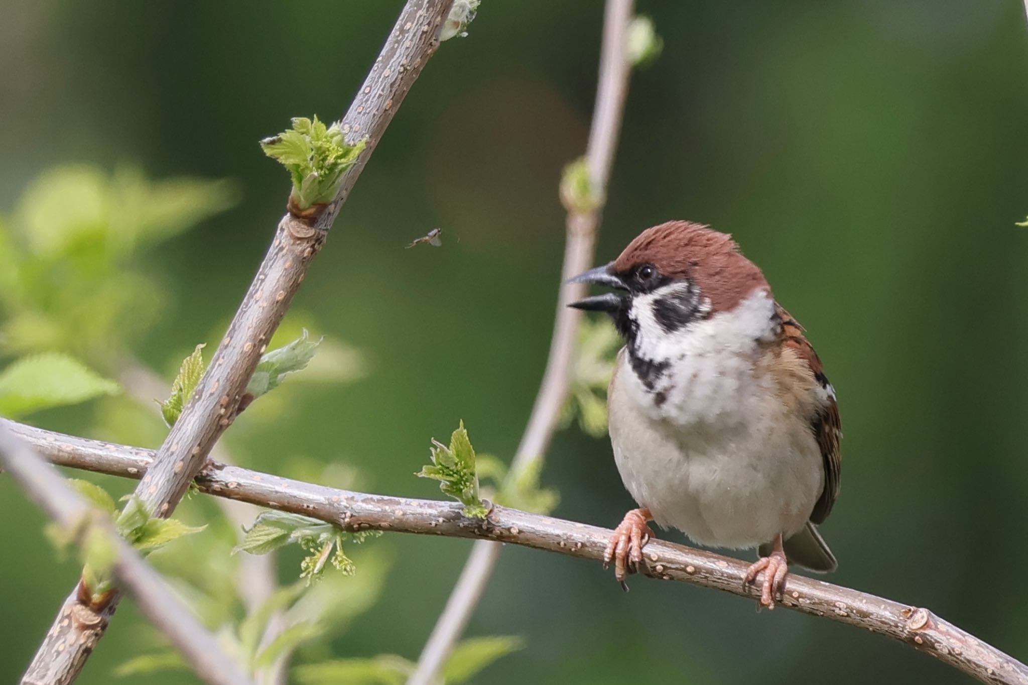 Eurasian Tree Sparrow