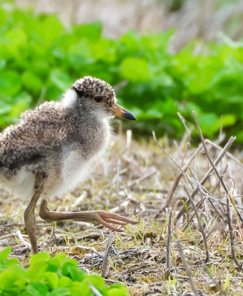 Grey-headed Lapwing 田んぼ Sat, 4/20/2024