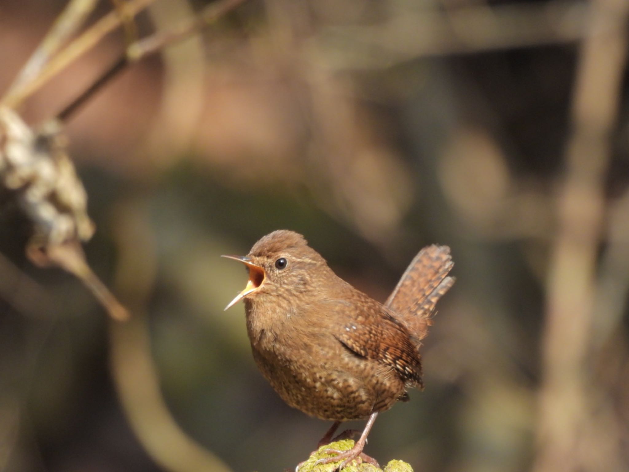 Photo of Eurasian Wren at 金剛山 by トモカズ