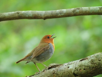 Japanese Robin 二上山 Tue, 4/16/2024