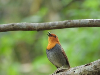 Japanese Robin 二上山 Tue, 4/16/2024