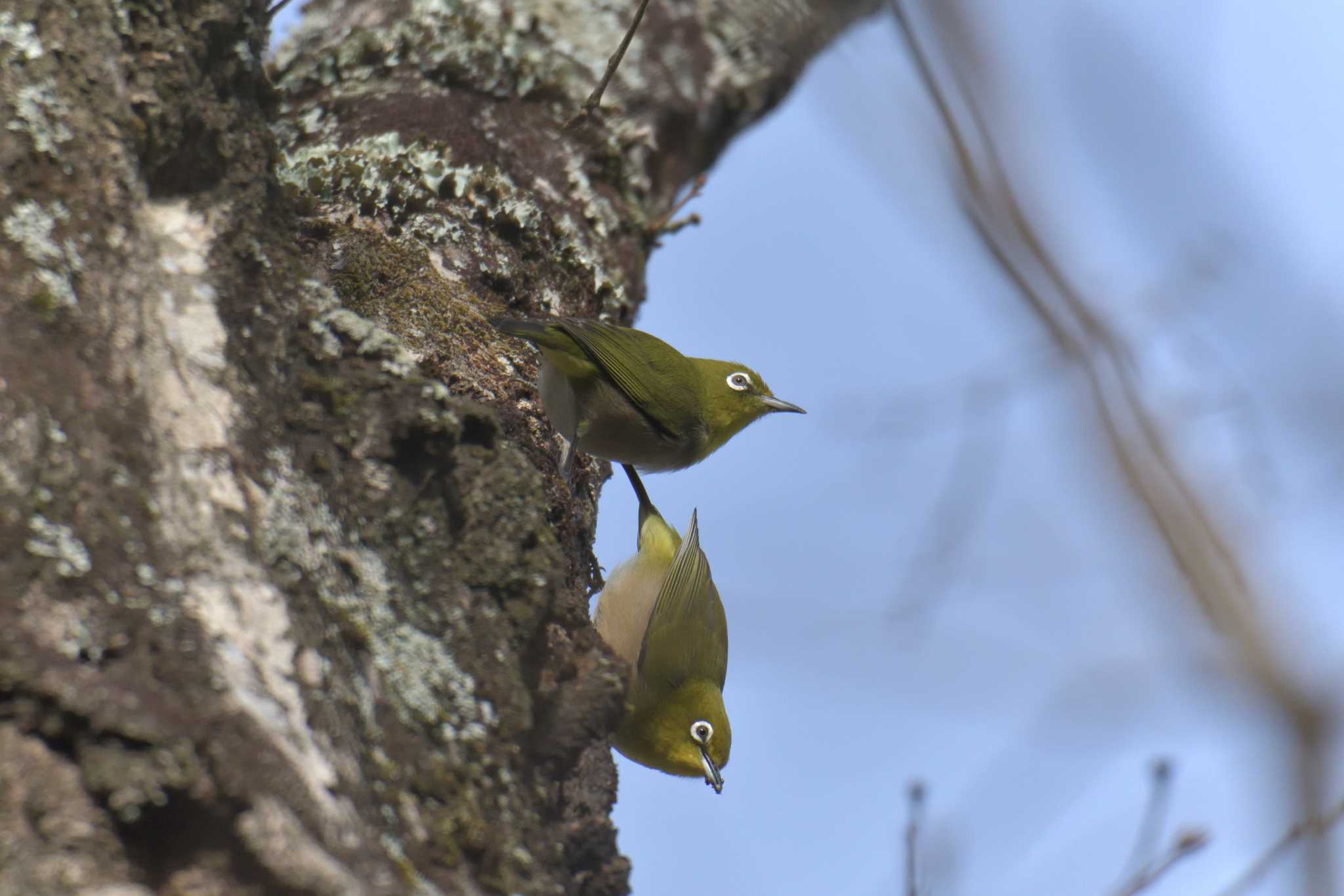 滋賀県甲賀市甲南町創造の森 メジロの写真 by masatsubo