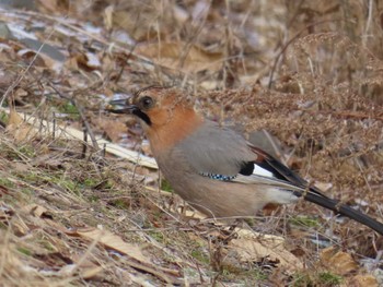 Eurasian Jay(brandtii) Unknown Spots Sat, 2/24/2024